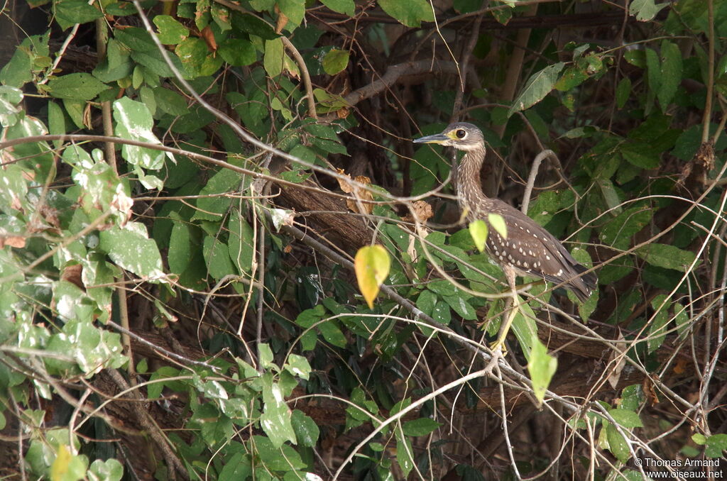 White-backed Night Heronjuvenile