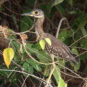 White-backed Night Heron