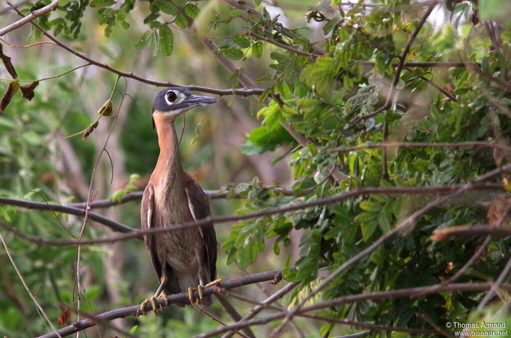 White-backed Night Heronadult