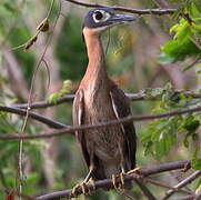 White-backed Night Heron