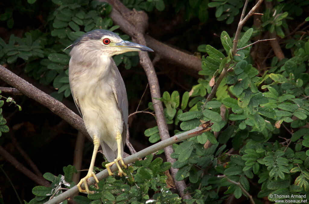 Black-crowned Night Heronimmature