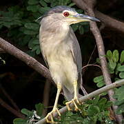 Black-crowned Night Heron