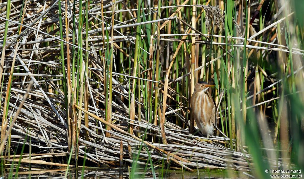 Little Bittern