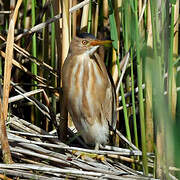 Little Bittern