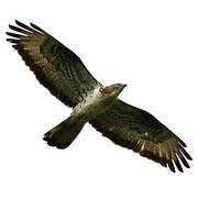 European Honey Buzzard