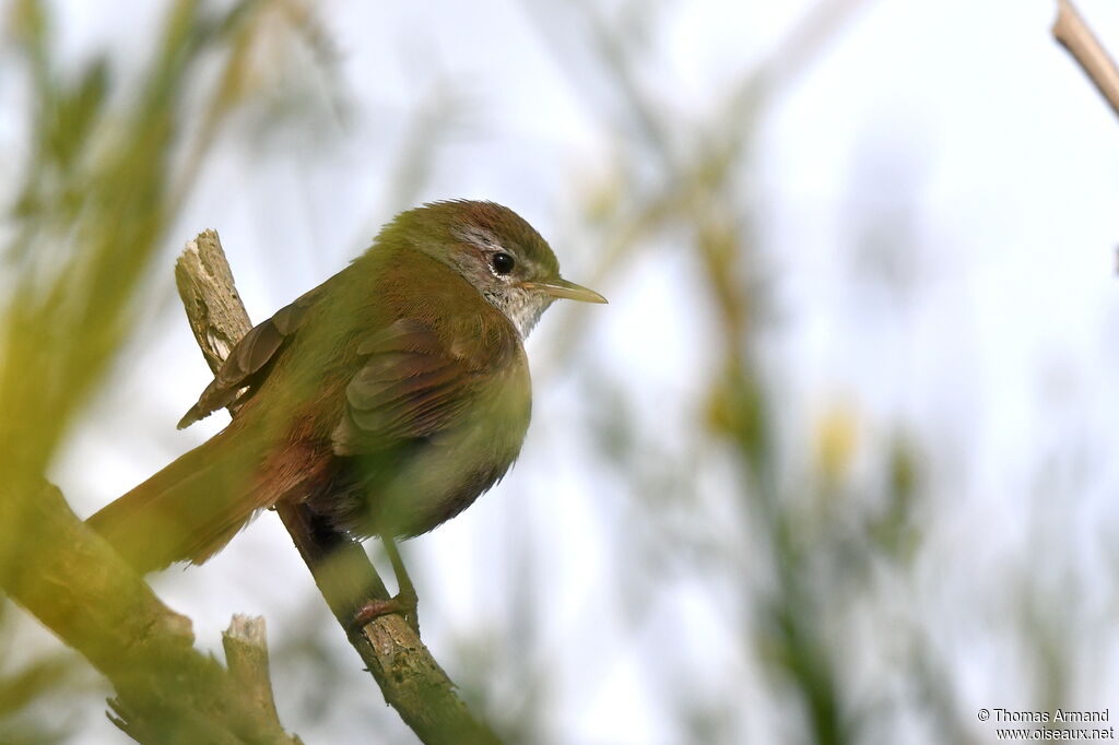 Bouscarle de Cetti