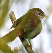 Cetti's Warbler