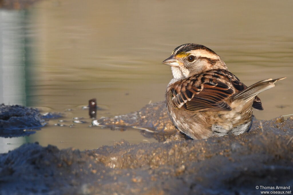 White-throated Sparrow