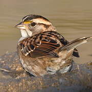 White-throated Sparrow