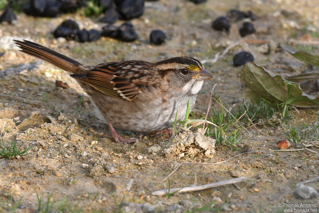 White-throated Sparrow