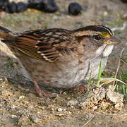 White-throated Sparrow