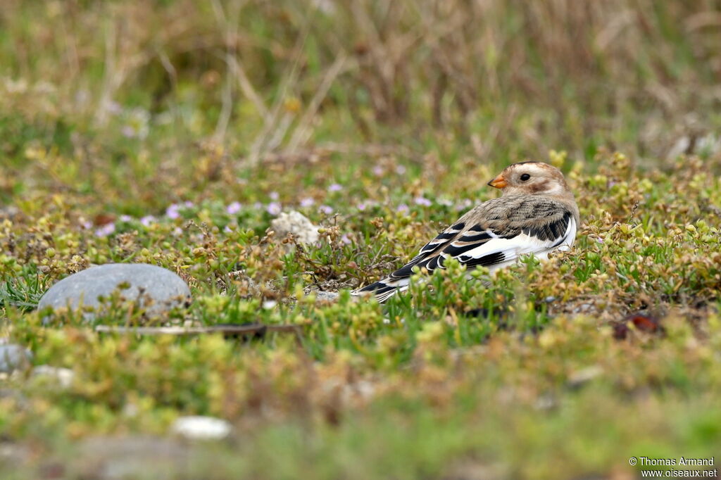 Snow Bunting