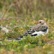 Snow Bunting