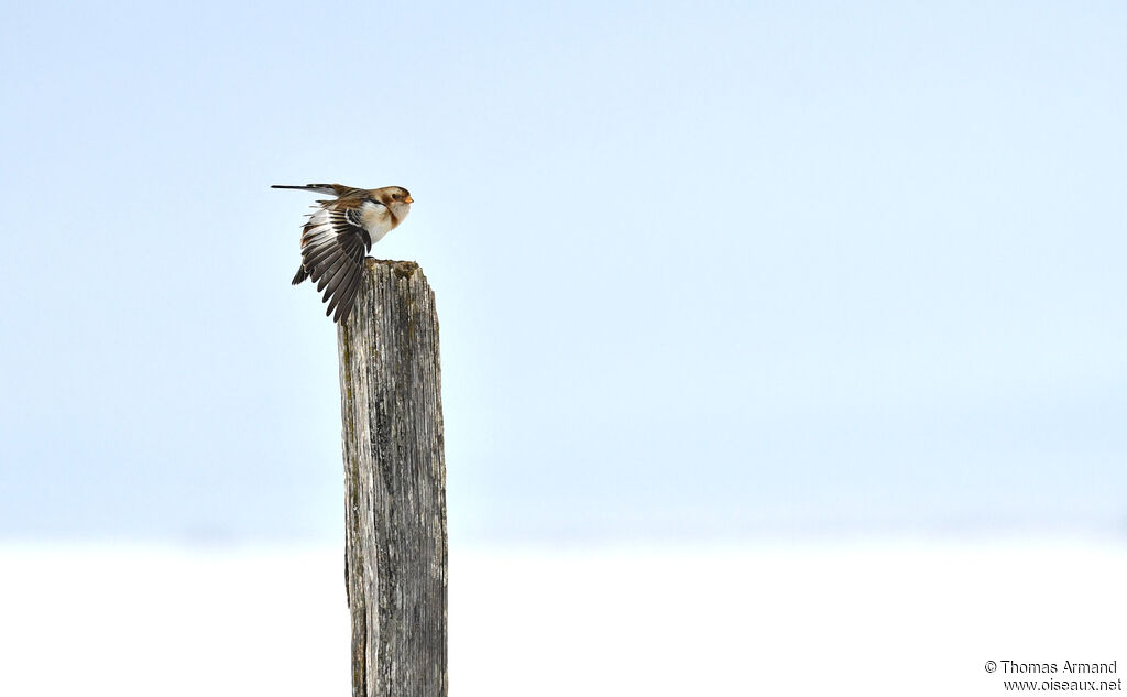 Snow Bunting