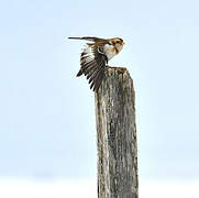 Snow Bunting