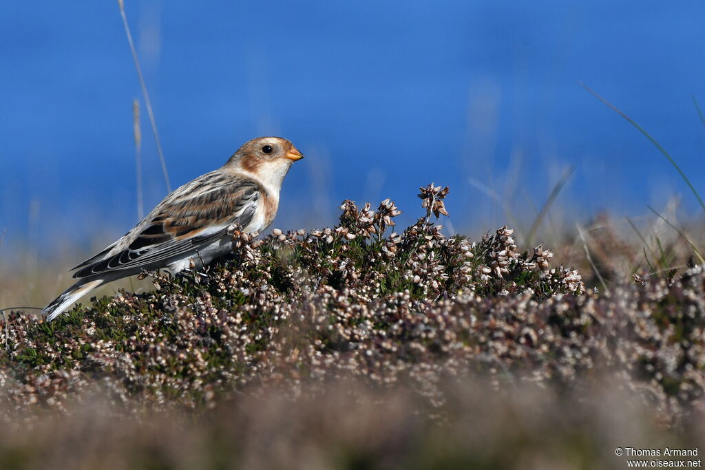 Snow Bunting