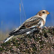 Snow Bunting