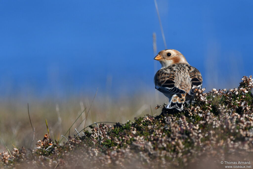 Snow Bunting