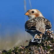 Snow Bunting