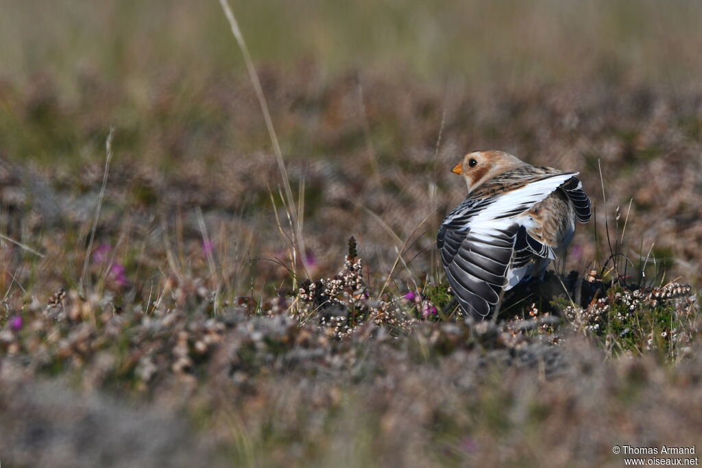 Snow Bunting