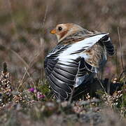 Snow Bunting