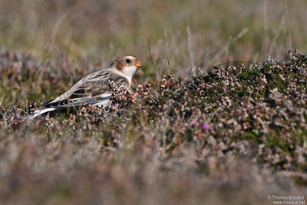 Snow Bunting