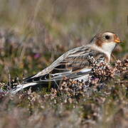 Snow Bunting