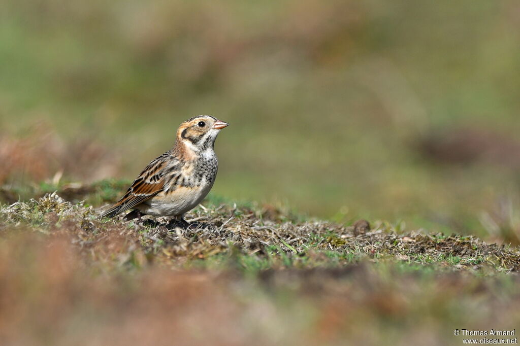 Lapland Longspur