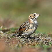 Lapland Longspur