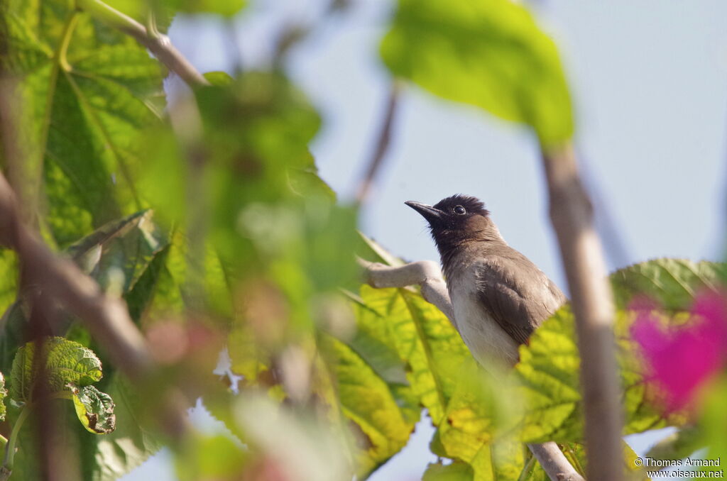 Dark-capped Bulbul