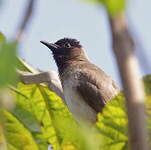 Bulbul tricolore