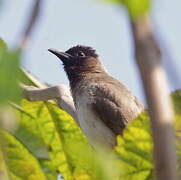 Dark-capped Bulbul