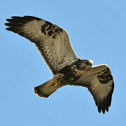 Rough-legged Buzzard