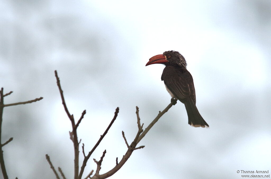 Crowned Hornbilladult