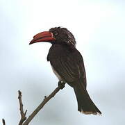 Crowned Hornbill