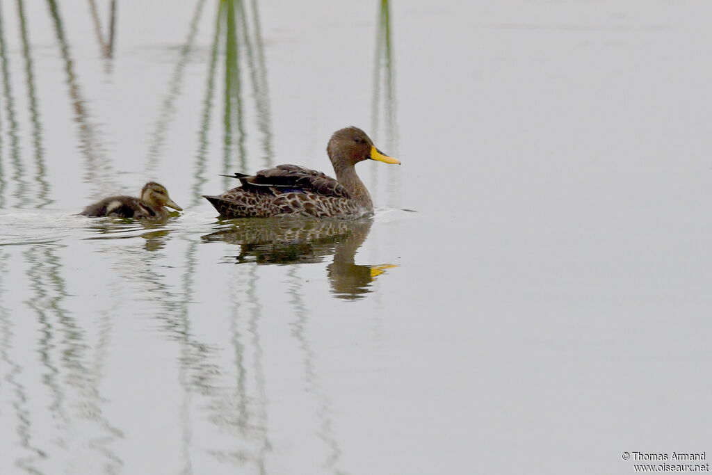 Yellow-billed Duck