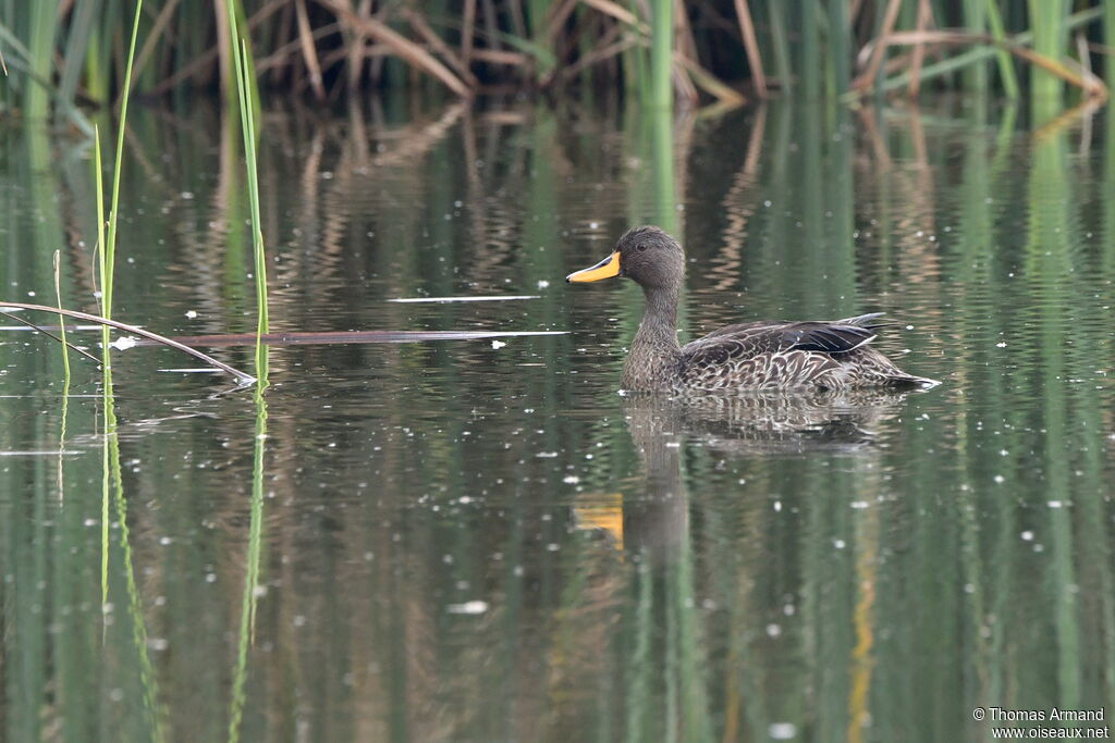 Yellow-billed Duck