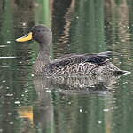 Canard à bec jaune