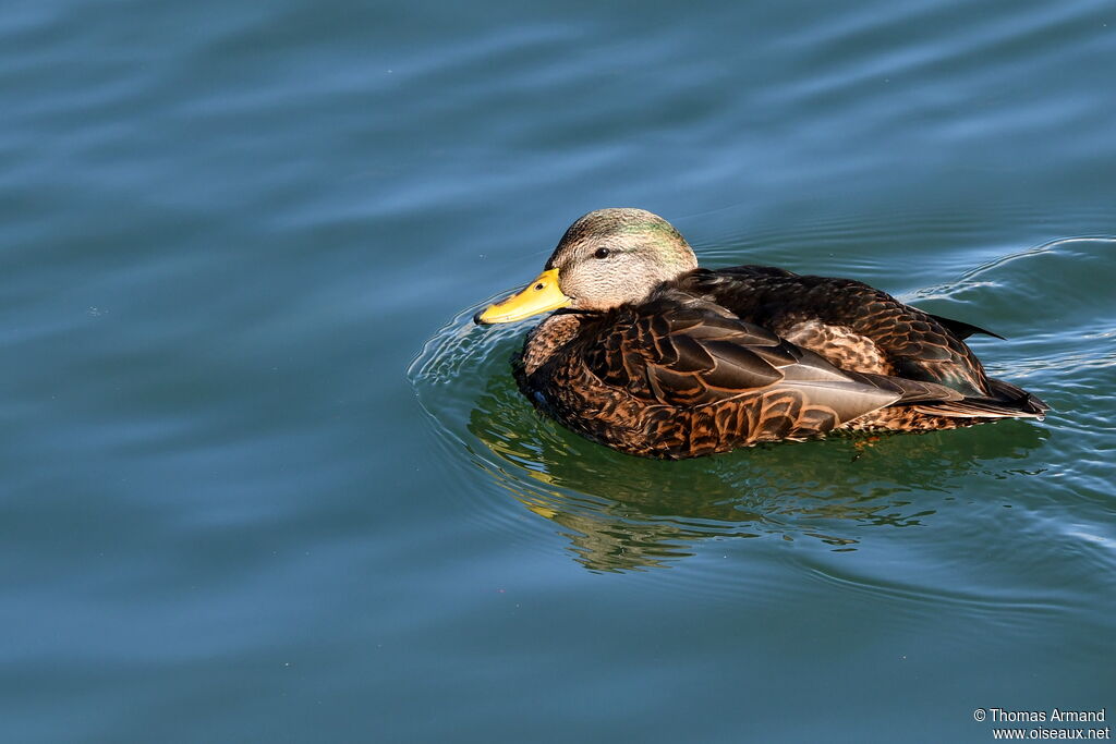 American Black Duck