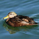 Canard noir
