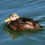 Canard noir