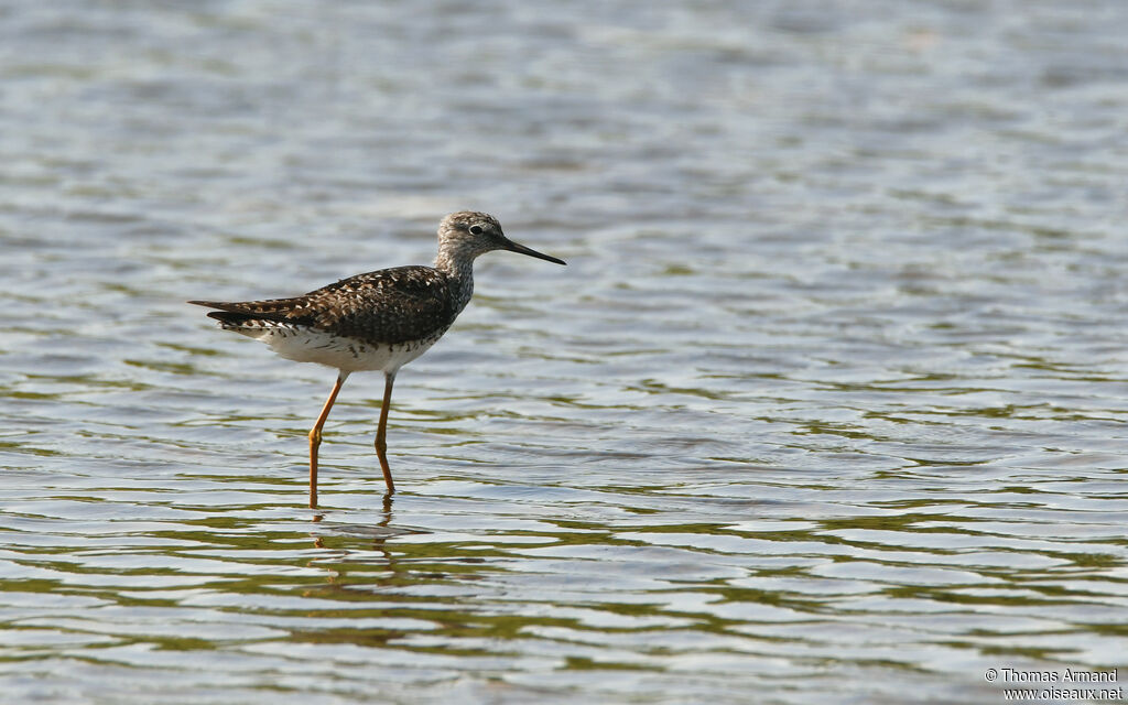 Lesser Yellowlegs