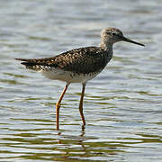 Lesser Yellowlegs