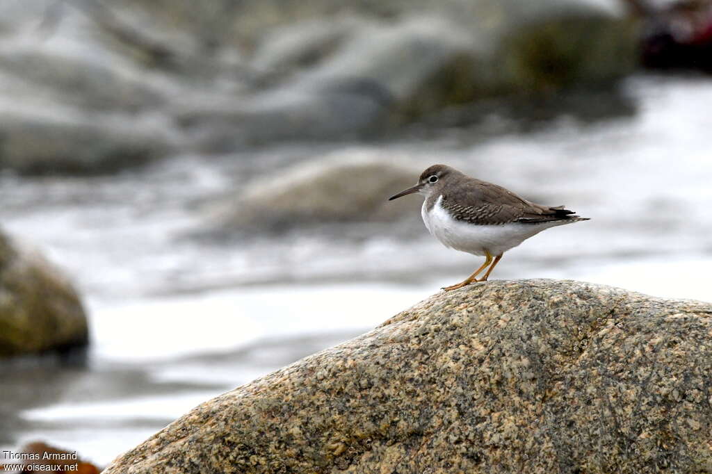 Spotted Sandpiperadult post breeding, habitat, pigmentation