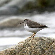 Spotted Sandpiper