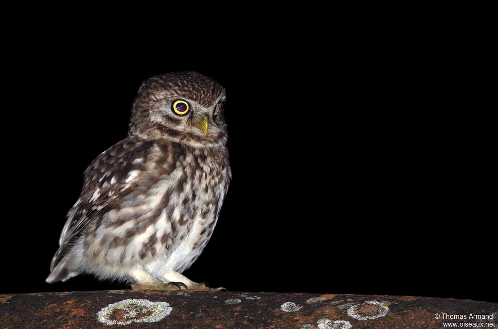 Little Owl