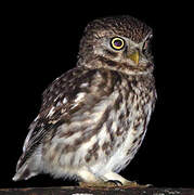 Little Owl