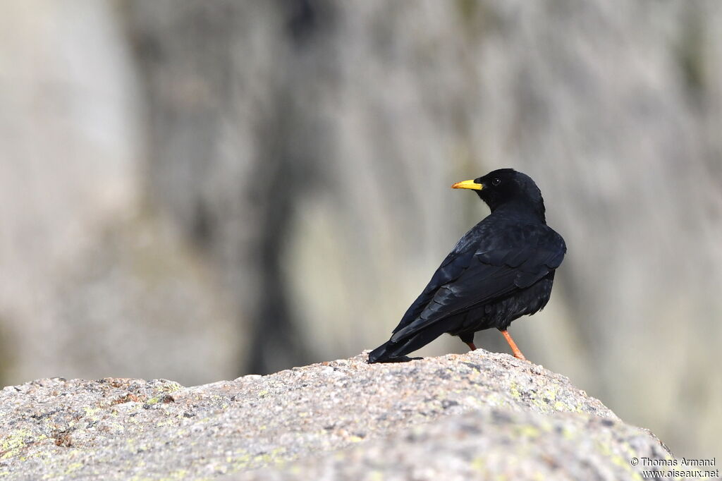 Alpine Chough