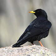 Alpine Chough