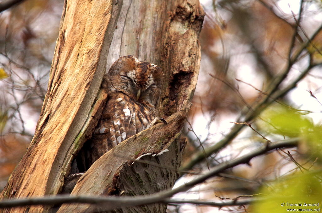 Tawny Owl